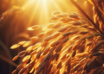 Farmers want reasonable price for paddy