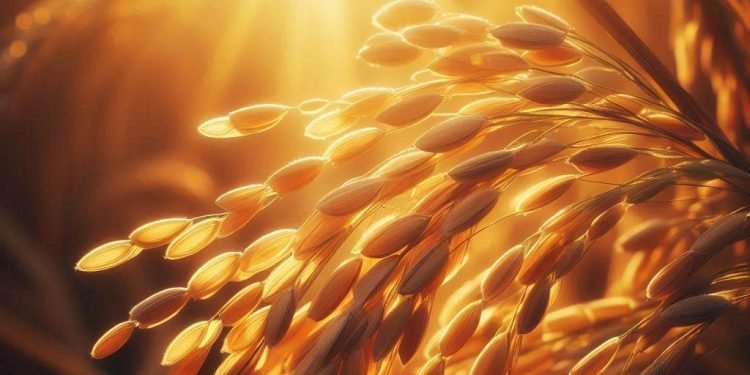 Farmers want reasonable price for paddy