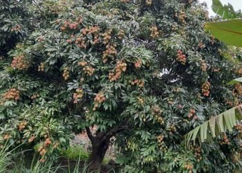 Khotang produces 168 metric tonnes of litchi