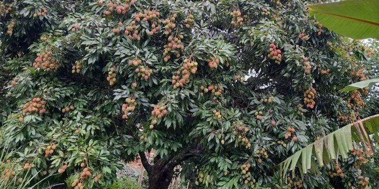 Khotang produces 168 metric tonnes of litchi