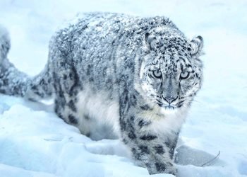 Snow leopards kill yaks in Kanchanjungha area