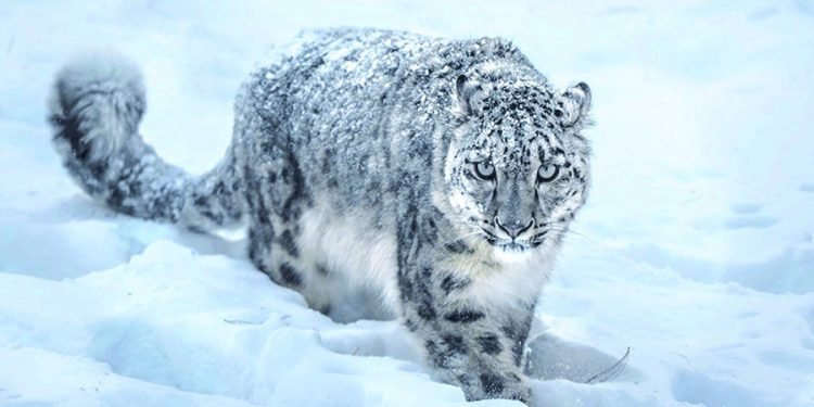 Snow leopards kill yaks in Kanchanjungha area