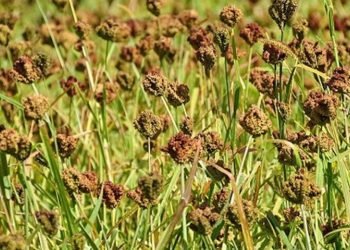 Millet import on rise in Nepal