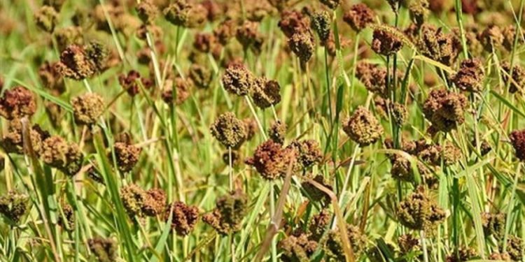 Millet import on rise in Nepal