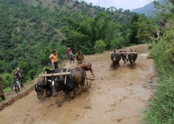 Country reports 38 percent rice plantation