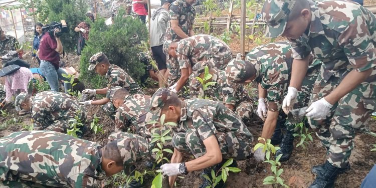 Saplings planted in world heritage site Swoyambhu