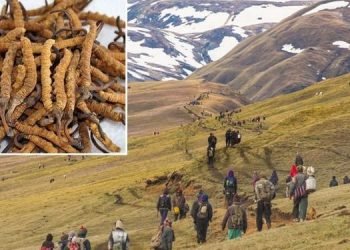 32 kgs of Yarsagumba exported from Manang