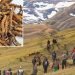 32 kgs of Yarsagumba exported from Manang