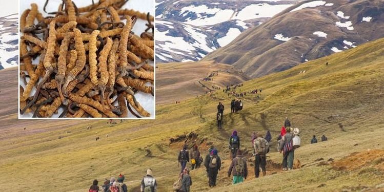 32 kgs of Yarsagumba exported from Manang