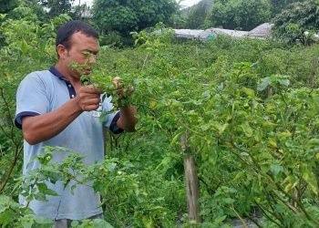 Returnee migrant makes good income from Akabare chilly farming