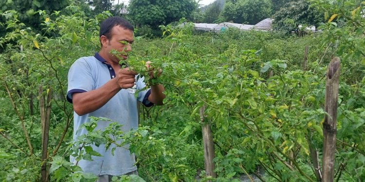 Returnee migrant makes good income from Akabare chilly farming