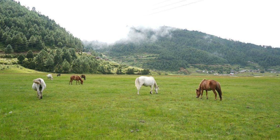 Tourist arrivals increasing in Dhorpatan hunting reserve