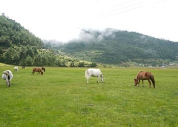 Tourist arrivals increasing in Dhorpatan hunting reserve