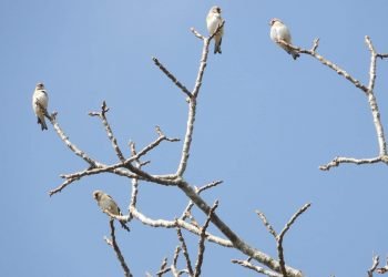 Eight new species of birds found in Resunga and Madane forest areas