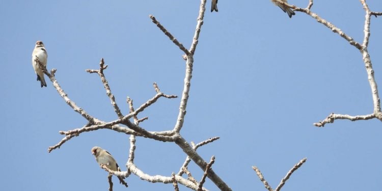 Eight new species of birds found in Resunga and Madane forest areas