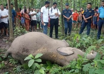 Elephant calf found dead