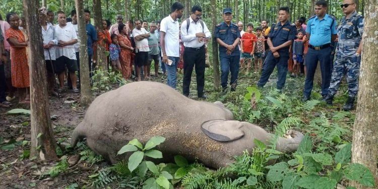 Elephant calf found dead