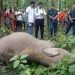 Elephant calf found dead