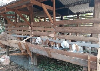 Commercial goat rearing on rise in Nawalparasi Purba