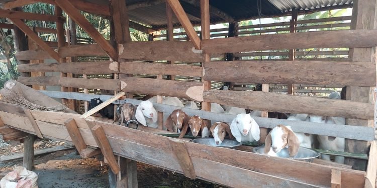 Commercial goat rearing on rise in Nawalparasi Purba