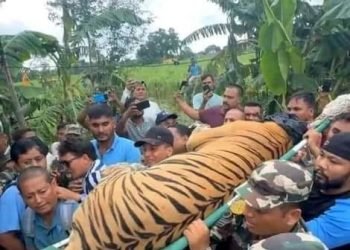 Tiger that kills woman taken under control