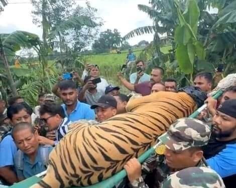 Tiger that kills woman taken under control