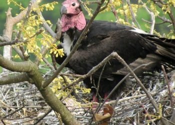 White-rumped vultures’ nests spotted in Shuklaphanta National Park, surroundings