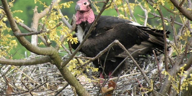 White-rumped vultures’ nests spotted in Shuklaphanta National Park, surroundings