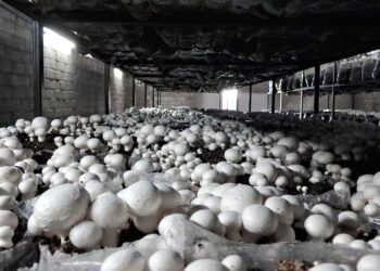 Commercial farming of mushroom launched