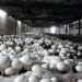 Commercial farming of mushroom launched
