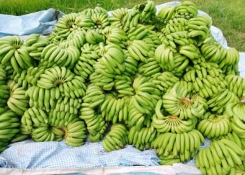 Commercial banana farming flourishing in Dang