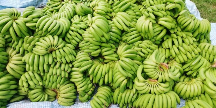 Commercial banana farming flourishing in Dang