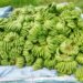 Commercial banana farming flourishing in Dang