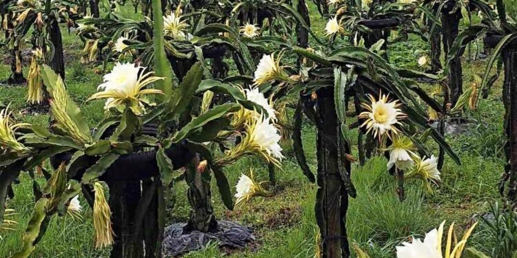 Returnee migrant opts for dragon fruit farming
