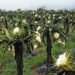 Returnee migrant opts for dragon fruit farming