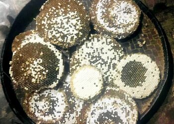 Why it is necessary to protect hornets?