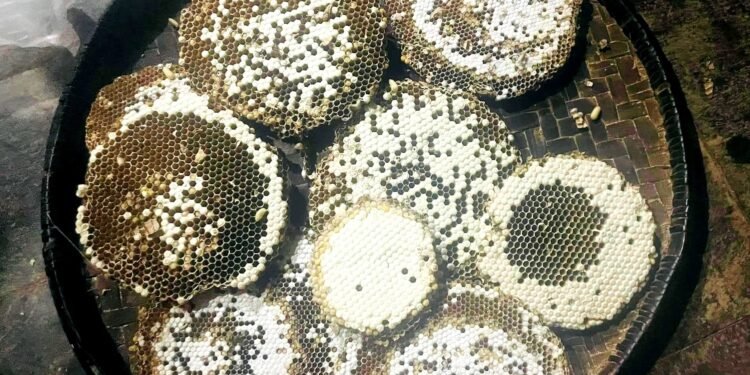 Why it is necessary to protect hornets?