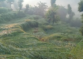 Hailstone damages harvest time paddy