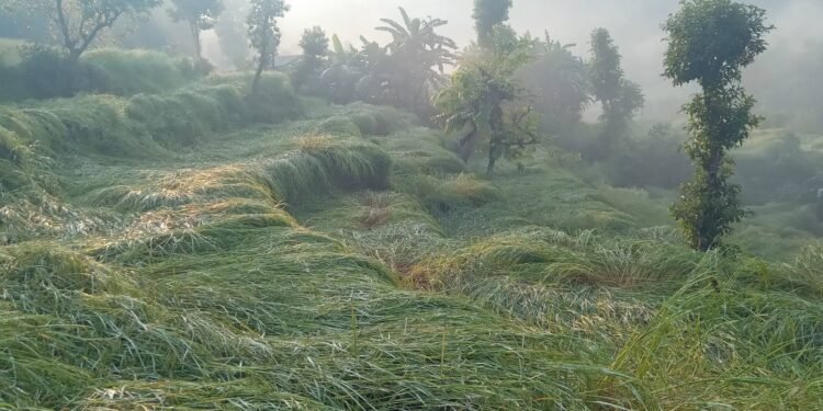 Hailstone damages harvest time paddy