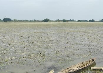 Farmers left with nothing as near-harvest paddy is washed away