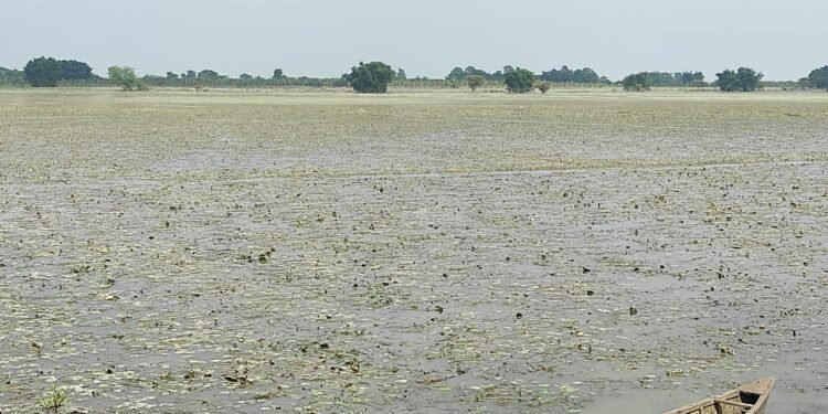 Farmers left with nothing as near-harvest paddy is washed away