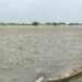 Farmers left with nothing as near-harvest paddy is washed away