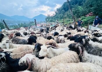 Goats and sheep worth over Rs 160 million sold during this Dashain in Jumla