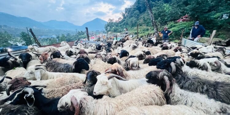 Goats and sheep worth over Rs 160 million sold during this Dashain in Jumla
