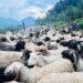 Goats and sheep worth over Rs 160 million sold during this Dashain in Jumla