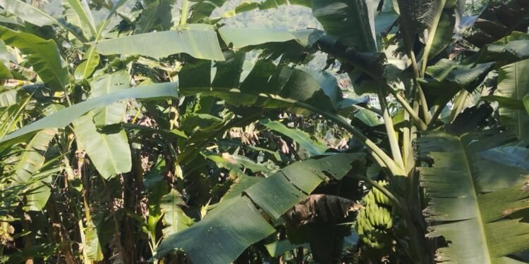 Khabara earning identity as Banana Village, 150 families engage in farming