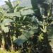 Khabara earning identity as Banana Village, 150 families engage in farming