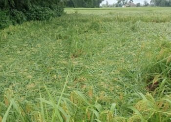 Flood damages around 100 bigha of paddy cultivation on eve of harvest-time in Sunsari