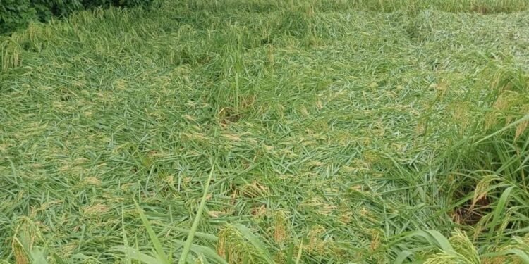 Flood damages around 100 bigha of paddy cultivation on eve of harvest-time in Sunsari