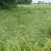 Flood damages around 100 bigha of paddy cultivation on eve of harvest-time in Sunsari